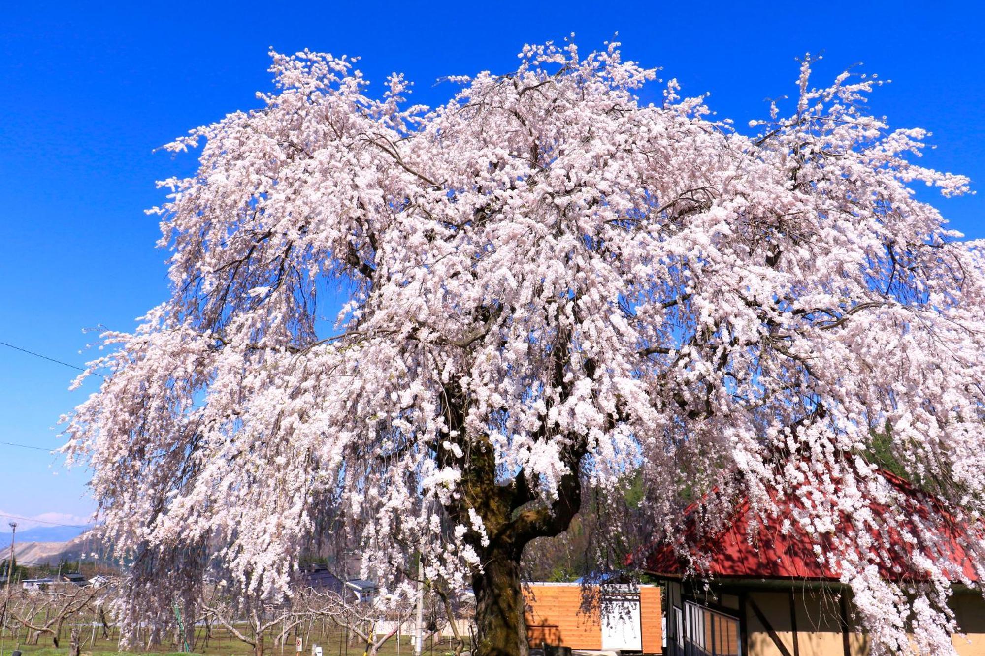Fujiiso (Adults Only) Hotel Takayama  Luaran gambar